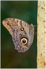 Bananenfalter (Caligo eurilochus)