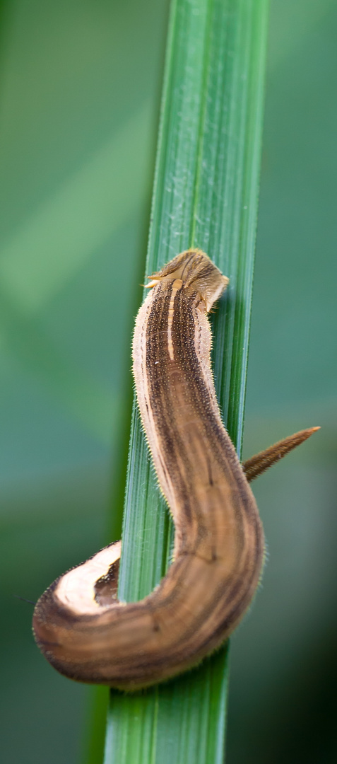 Bananenfalter (Caligo eurilochus) - Raupe I