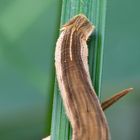 Bananenfalter (Caligo eurilochus) - Raupe I