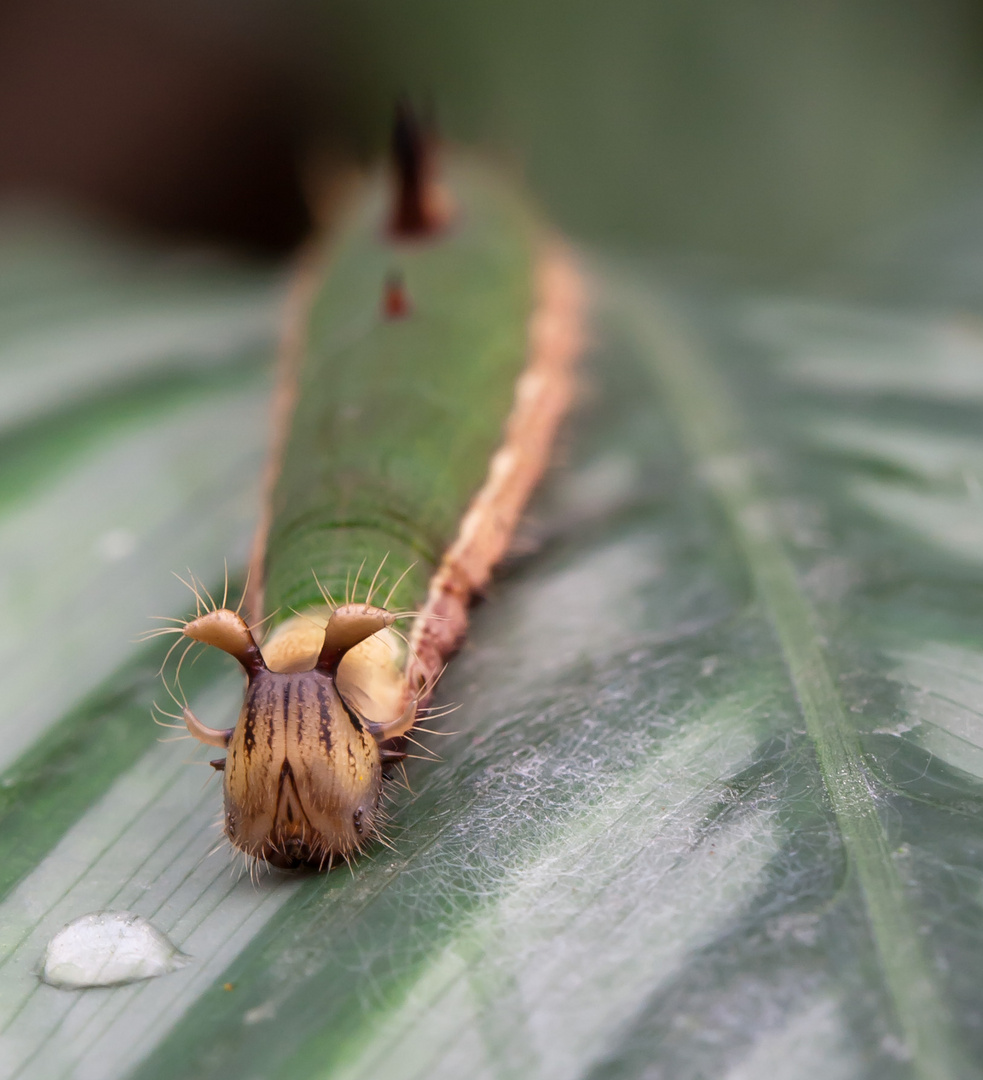 Bananenfalter (Caligo eurilochus) - Raupe II