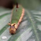 Bananenfalter (Caligo eurilochus) - Raupe II