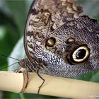 Bananenfalter-Caligo-eurilochus ..... Zoo Krefeld