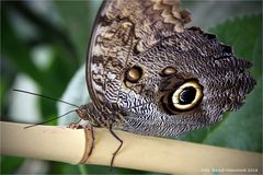 Bananenfalter-Caligo-eurilochus ..... Zoo Krefeld