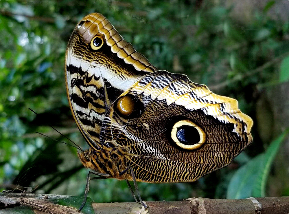 Bananenfalter (Caligo)