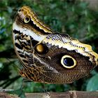 Bananenfalter (Caligo)