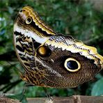 Bananenfalter (Caligo)