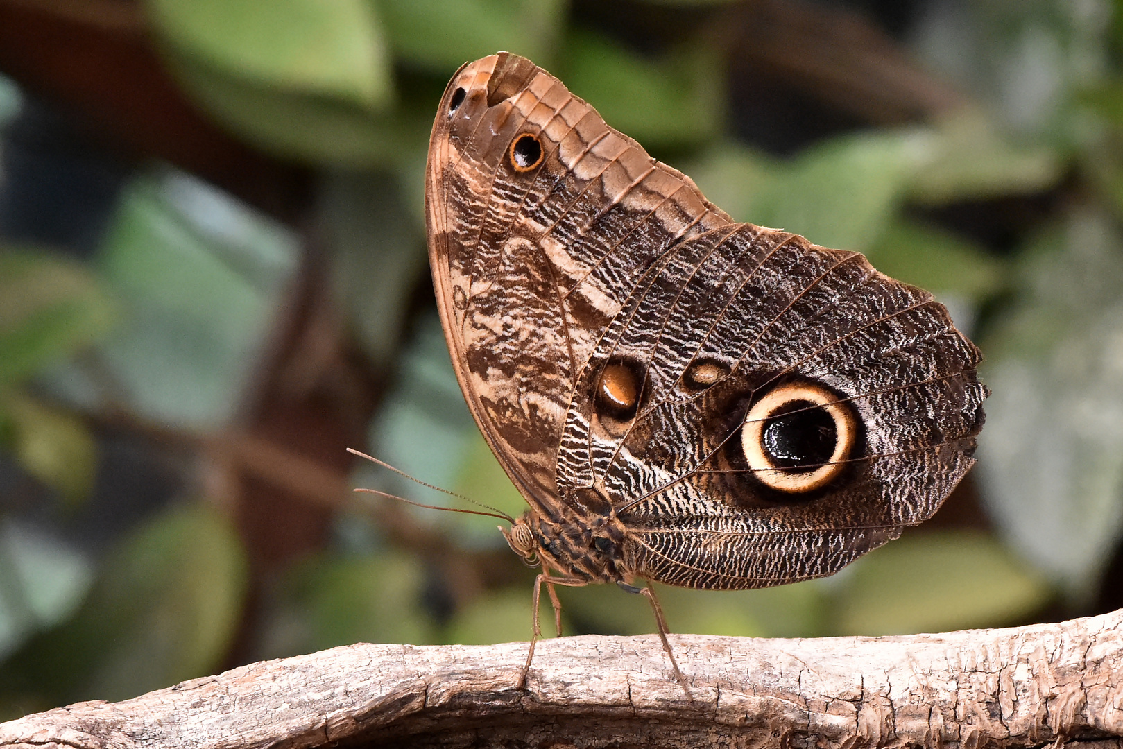 Bananenfalter - Caligo illioneus oberon