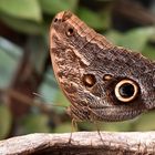 Bananenfalter - Caligo illioneus oberon