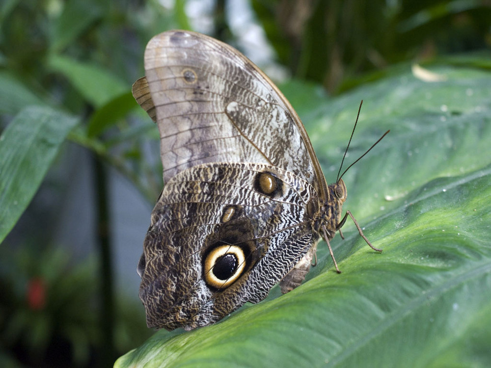 Bananenfalter - Caligo memnon