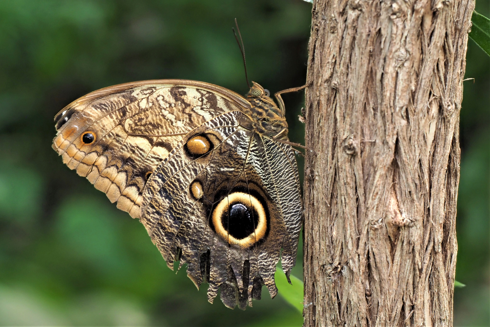 Bananenfalter (Caligo memnon)