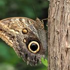 Bananenfalter (Caligo memnon)