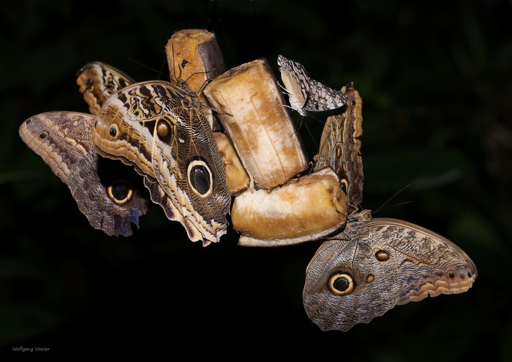 Bananenfalter, Caligo  und Mosaikfalter auf den Bananen