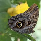 Bananenfalter (Costa Rica)