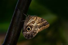 Bananenfalter im Licht