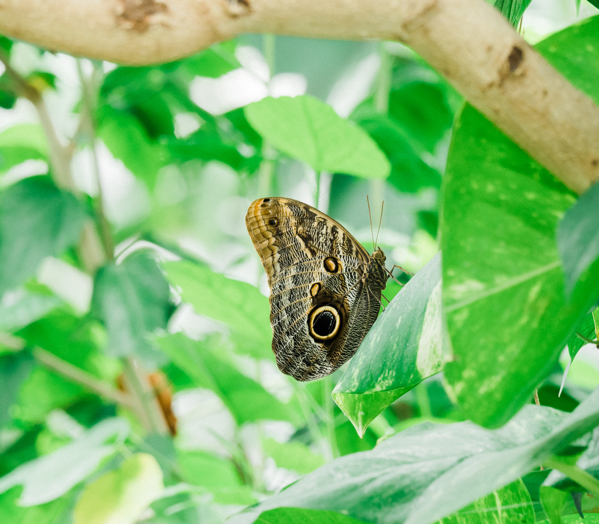 Bananenfalter Mannheim Luisenpark 2019