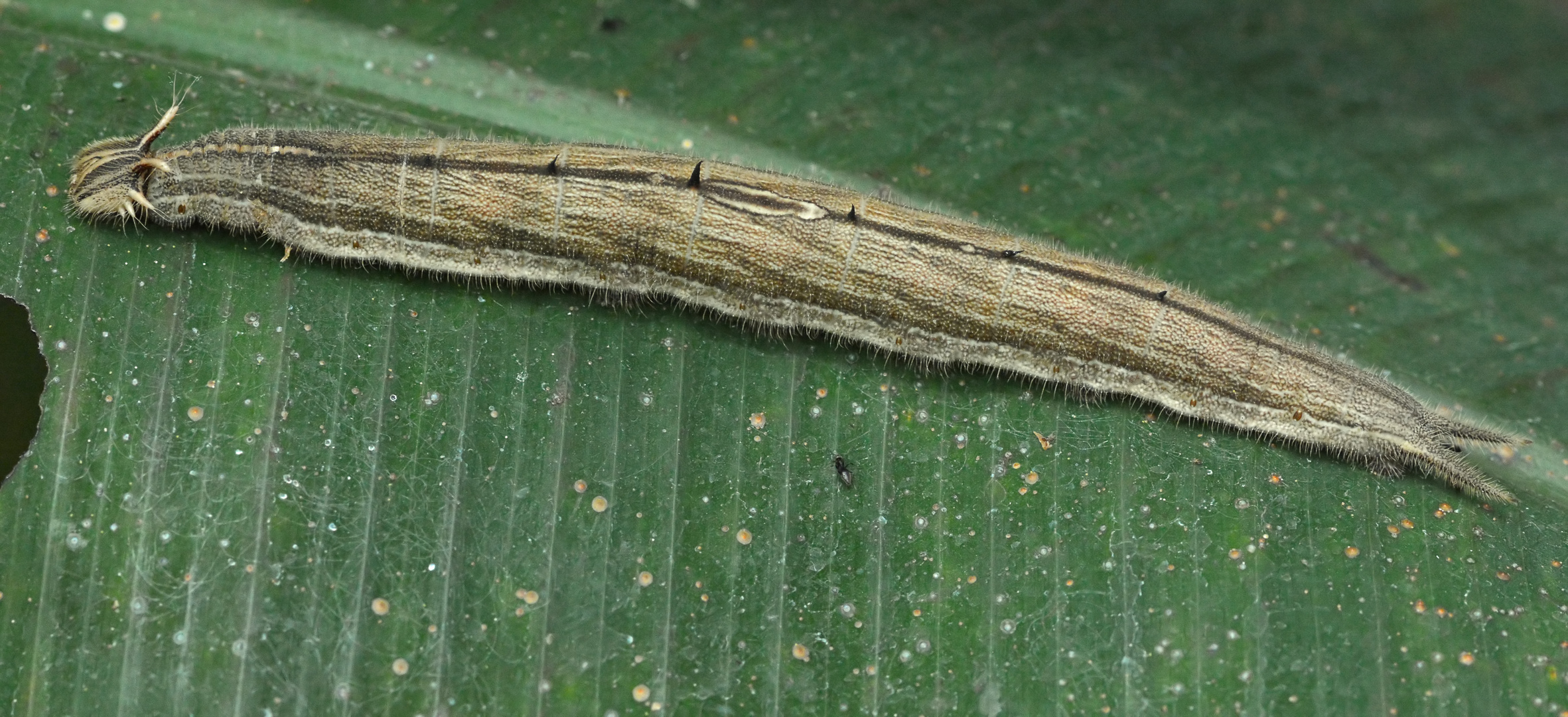 Bananenfalter Raupe