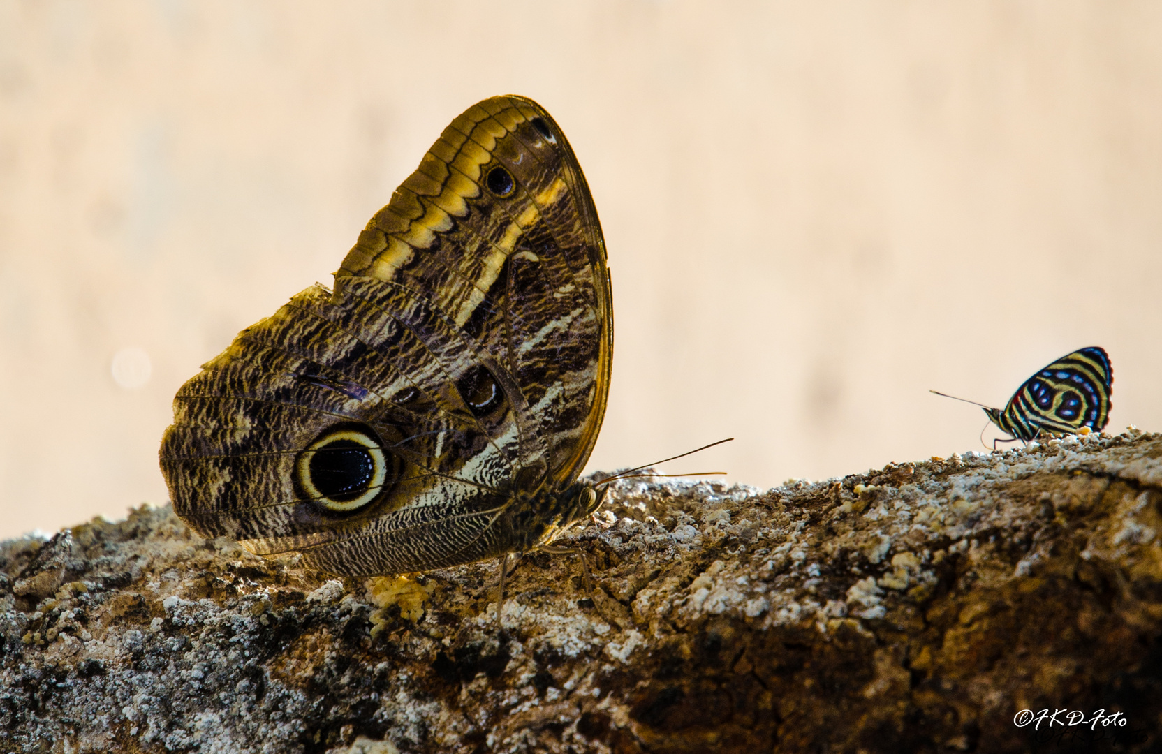 Bananenfalter Schmetterling im Duell in der Chapada Diamantina (Brasilien)!