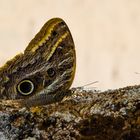 Bananenfalter Schmetterling im Duell in der Chapada Diamantina (Brasilien)!