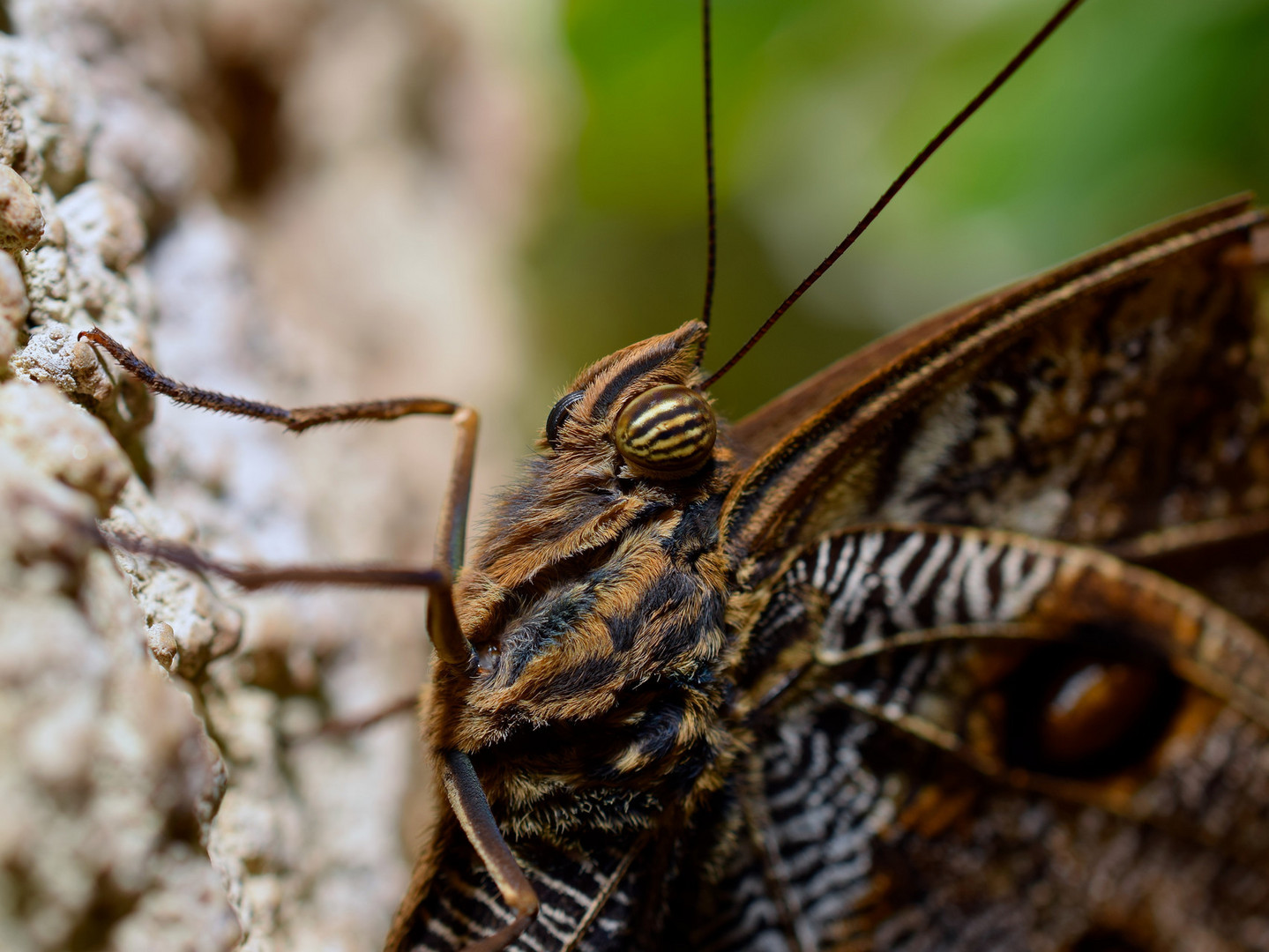 Bananenfalter - Schmetterling - Makro