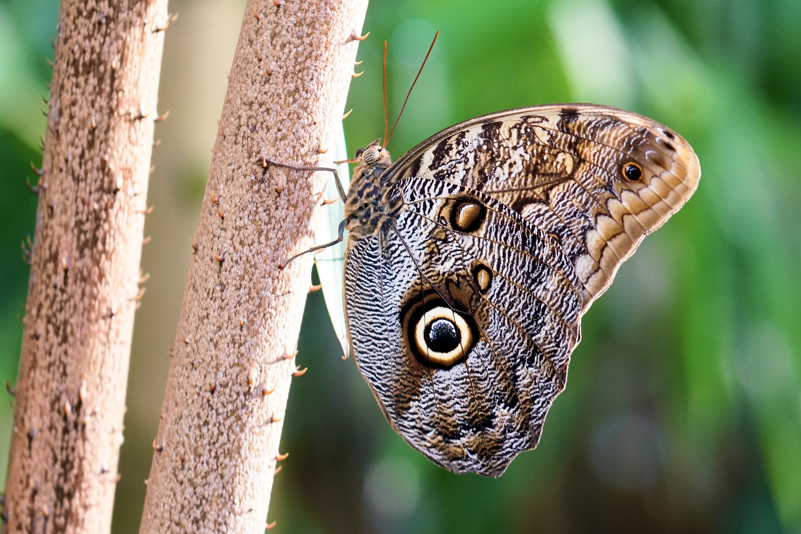 Bananenfalter Tropischer Schmetterling 