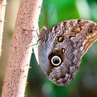 Bananenfalter Tropischer Schmetterling 