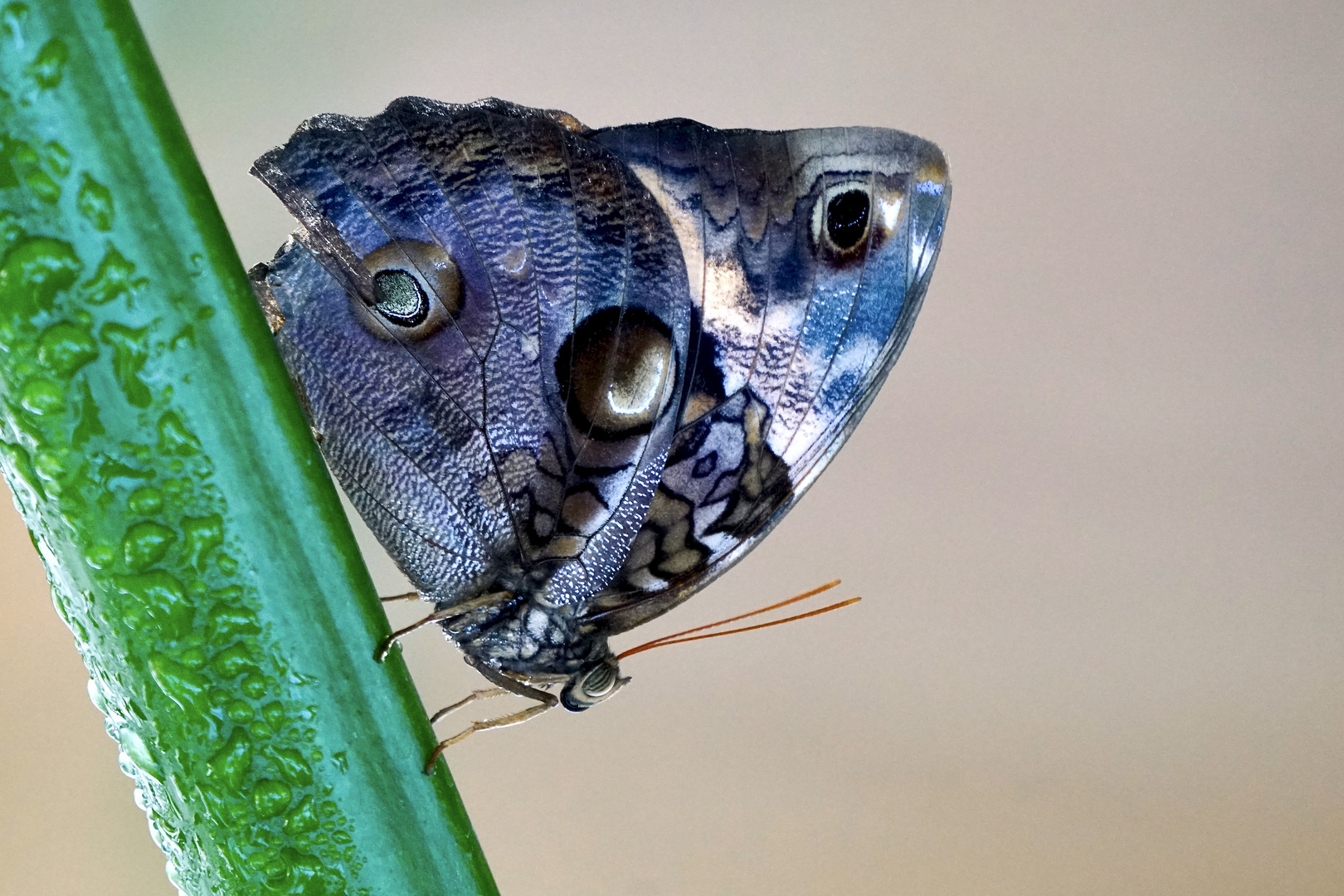 Bananenfalter Tropischer Schmetterling 