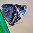 Bananenfalter Tropischer Schmetterling 