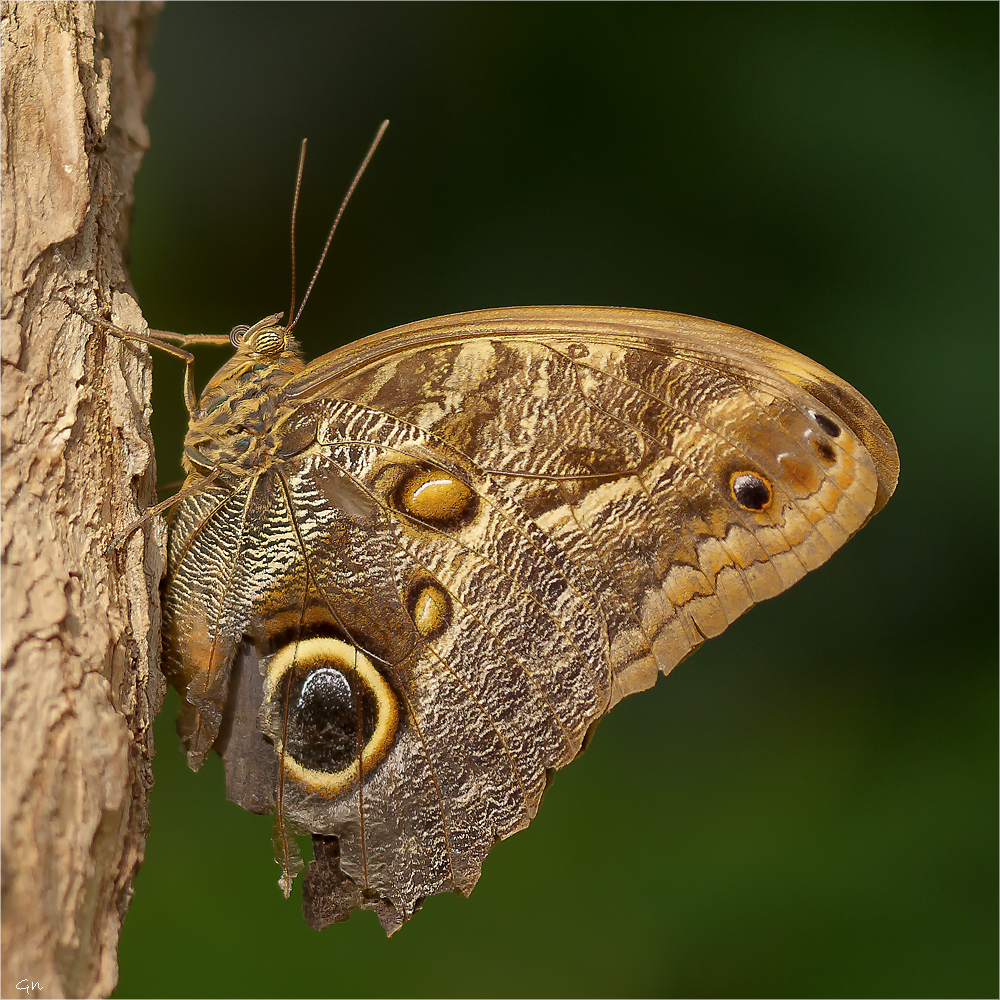 Bananenfalter_Caligo eurilochus