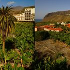  Bananenfeld mit Palme auf La Palma in Tazacorte (3D-X-View)