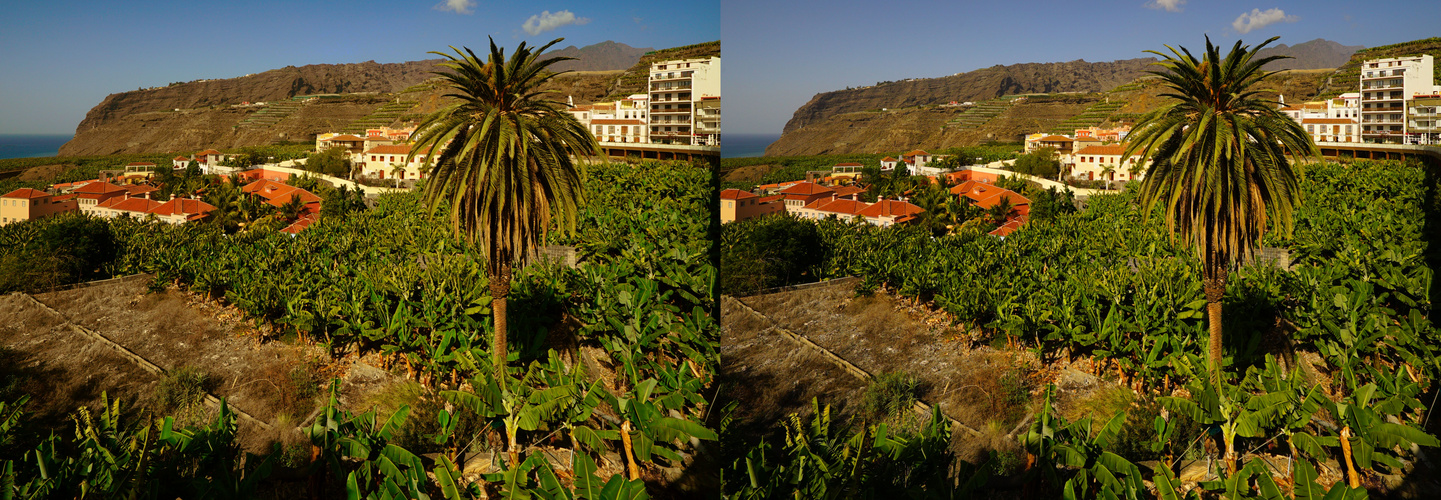  Bananenfeld mit Palme auf La Palma in Tazacorte (3D-X-View)