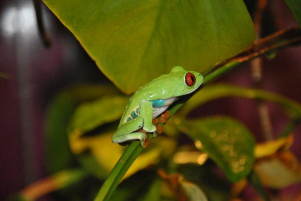 Bananenfrosch