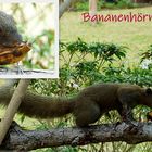 Bananenhörnchen (Callosciurus notatus) !