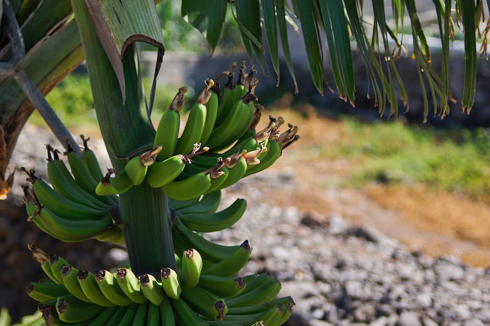 Bananenkinder