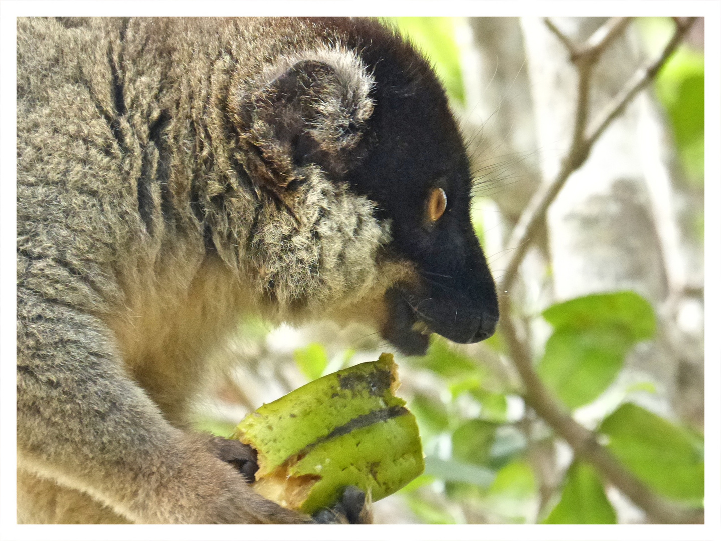 Bananenlemur