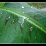 Bananenpalme mit Wassertropfen