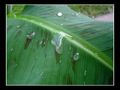 Bananenpalme mit Wassertropfen von GeMe