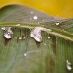 Bananenpalme mit Wassertropfen - V2