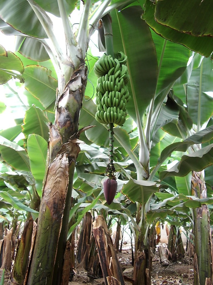 Bananenpflanze von JDede 