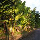 ...Bananenplantage am Wegesrand...