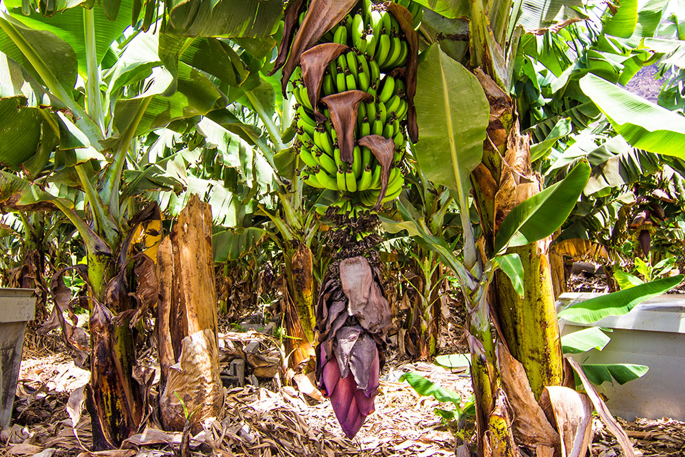 Bananenplantage