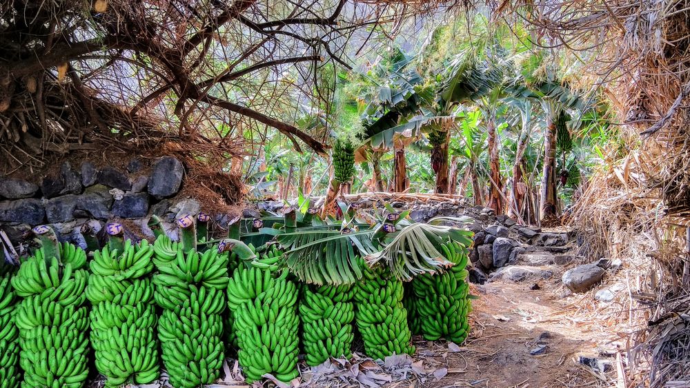 Bananenplantage - Hermigua, La Gomera