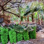 Bananenplantage - Hermigua, La Gomera