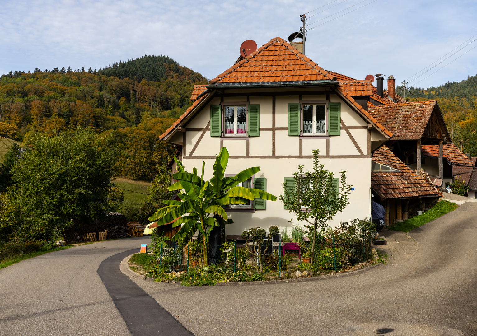 "Bananenplantage" im Schwarzwald