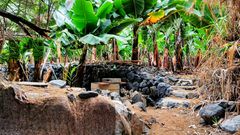 Bananenplantage in Hermigua - La Gomera