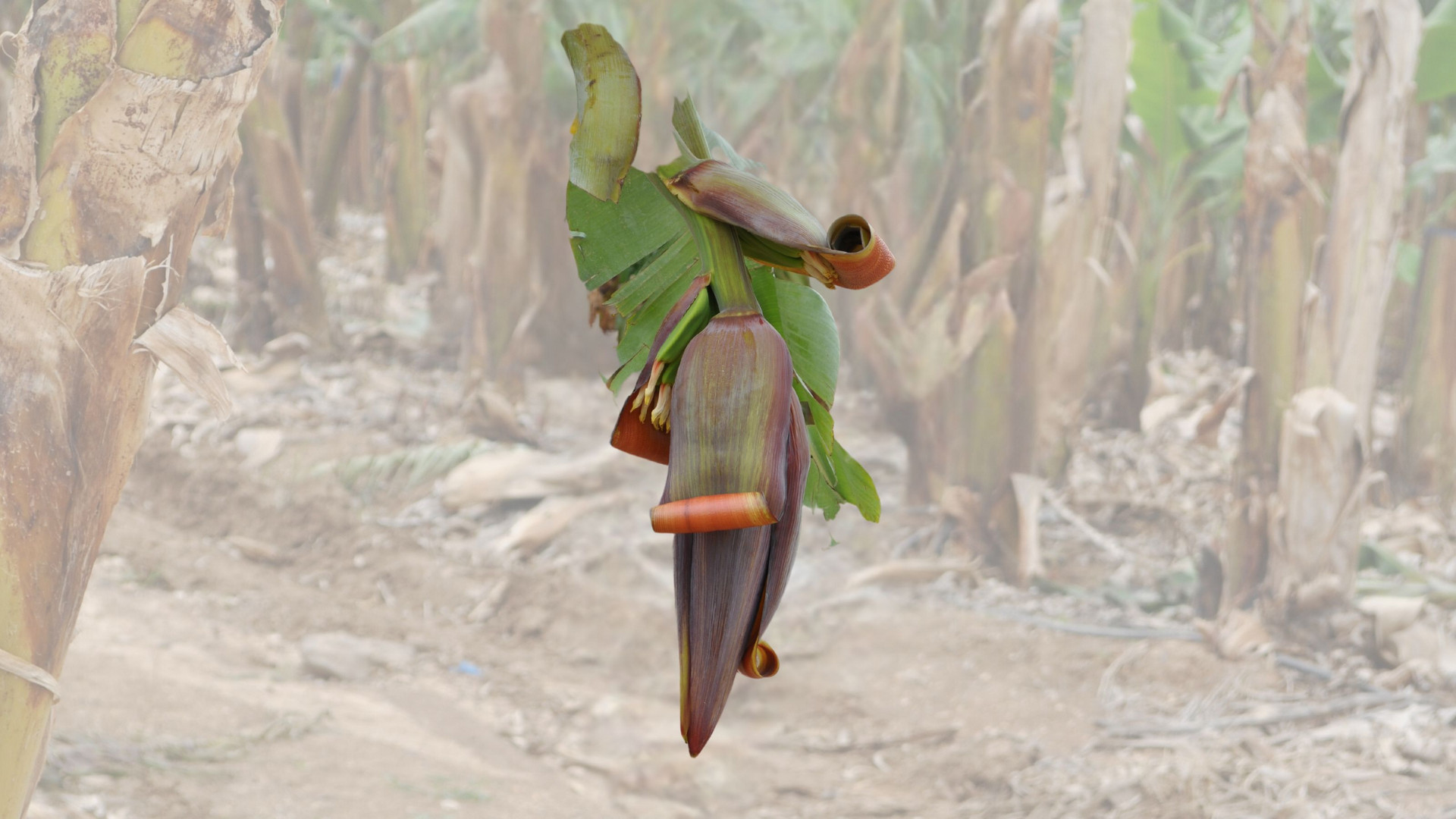 Bananenplantage Israel