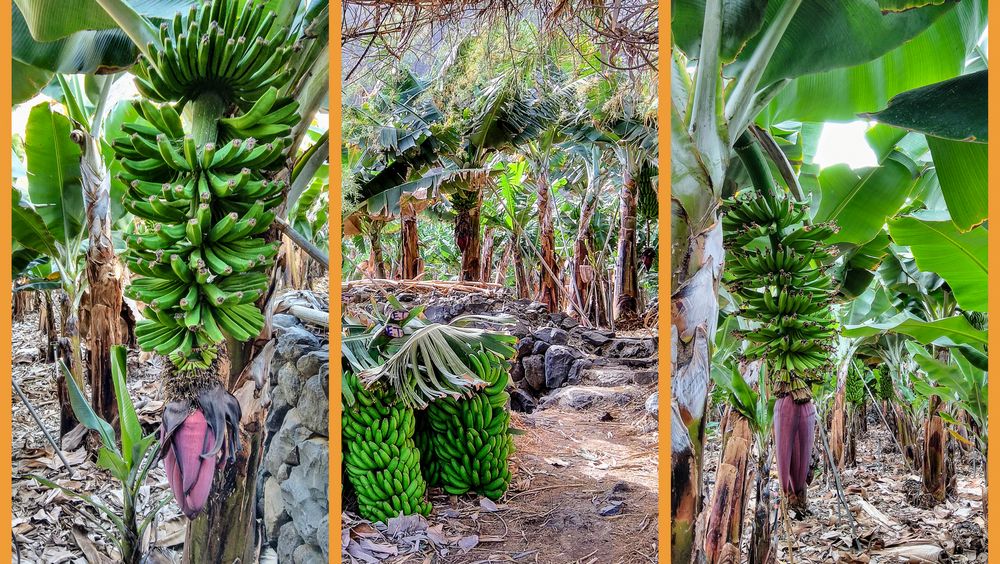Bananenplantage - La Gomera
