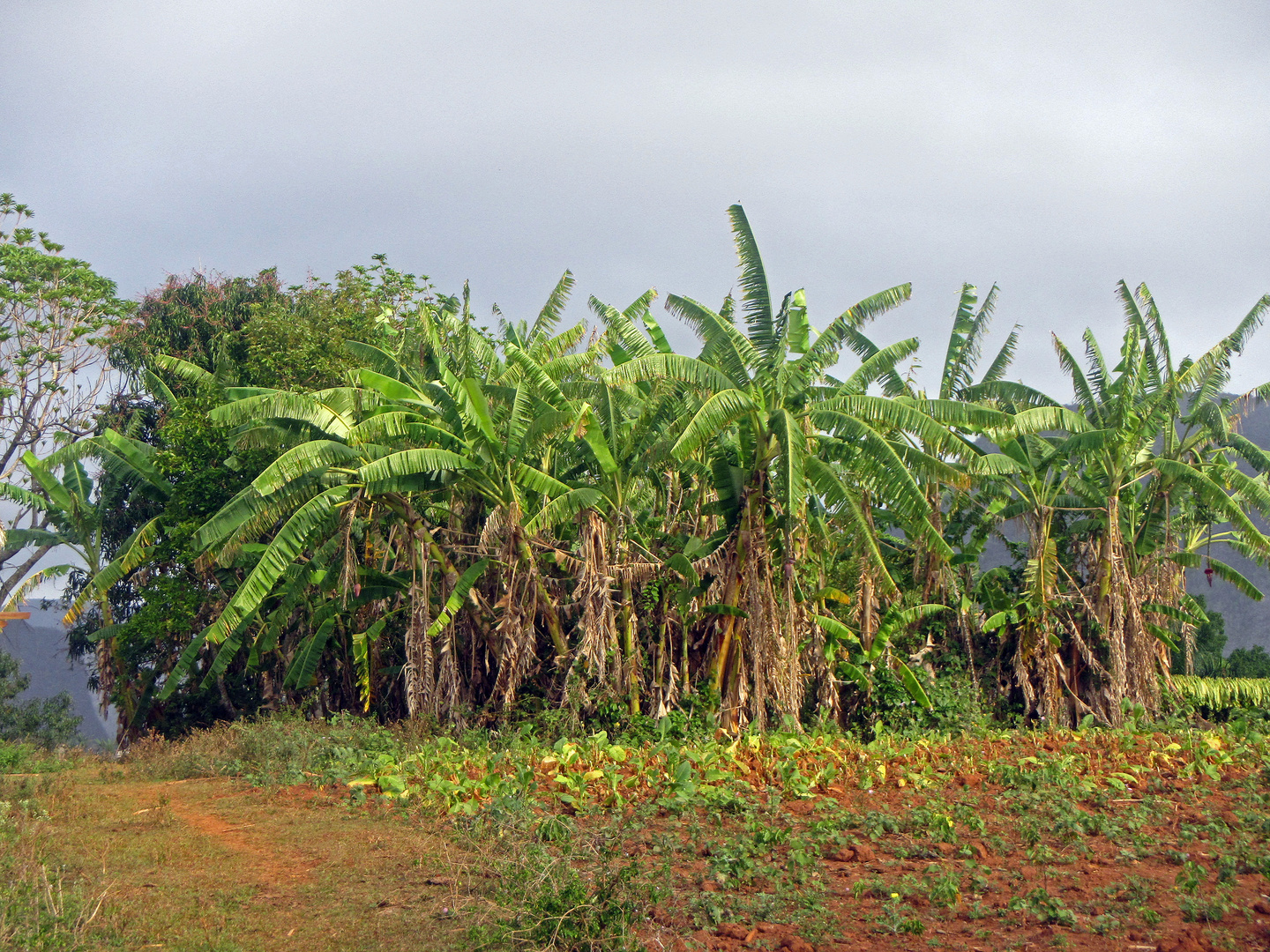 Bananenplantagen