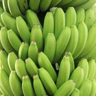 Bananenplantagen auf La Palma ...