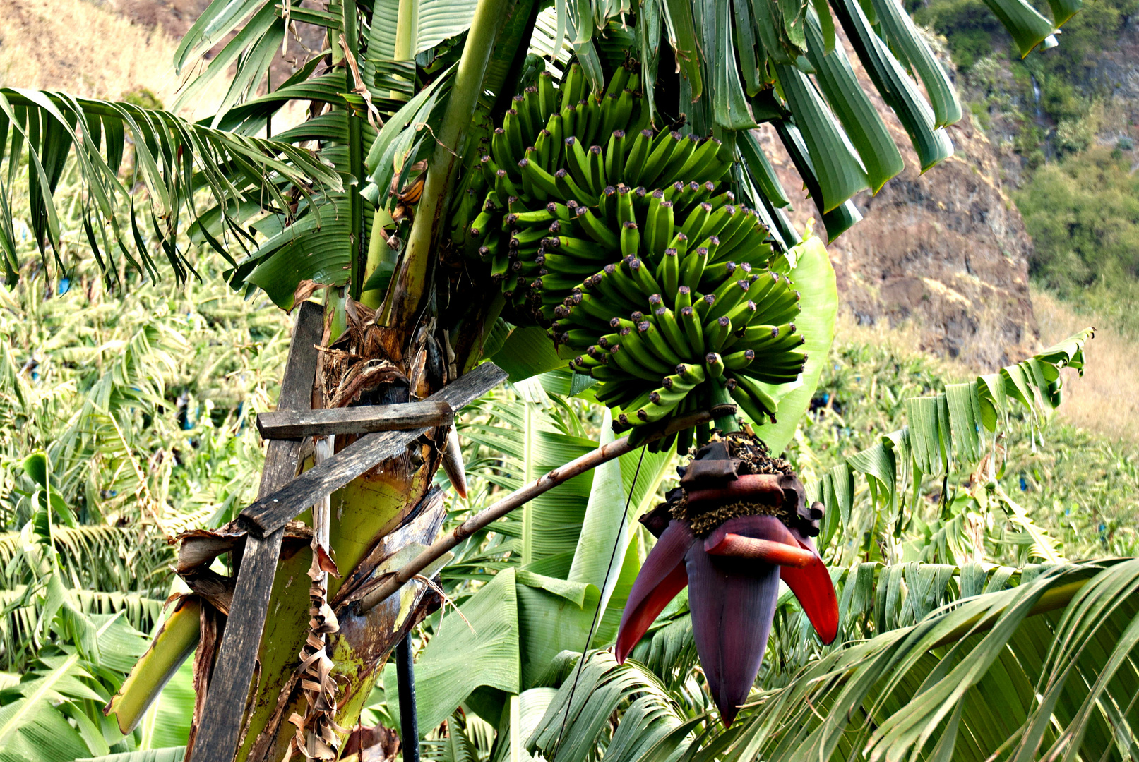 Bananenplantagen auf Madeira