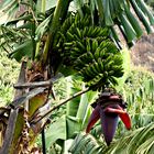 Bananenplantagen auf Madeira